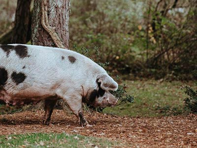 Boothe Pork partnered with Oregon Valley Farm