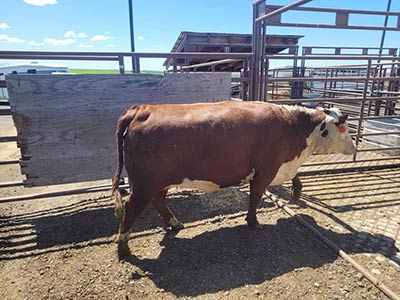 Galloway Cattle partnered with Oregon Valley Farm