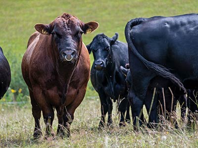 High Plains Cattle partnered with Oregon Valley Farm